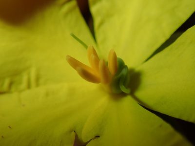 Hibbertia cistiflora, photographed by Thomas Mesaglio