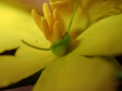 Hibbertia cistiflora, photographed by Thomas Mesaglio