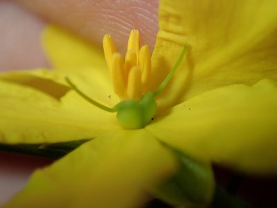 Hibbertia cistiflora, photographed by Thomas Mesaglio