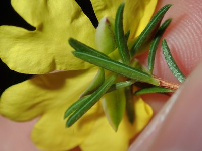 Hibbertia cistiflora, photographed by Thomas Mesaglio