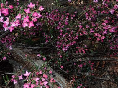 Boronia ledifolia, photographed by Thomas Mesaglio