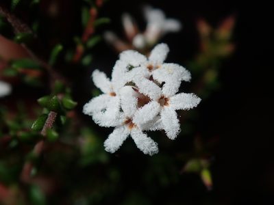 Leucopogon microphyllus, photographed by Thomas Mesaglio
