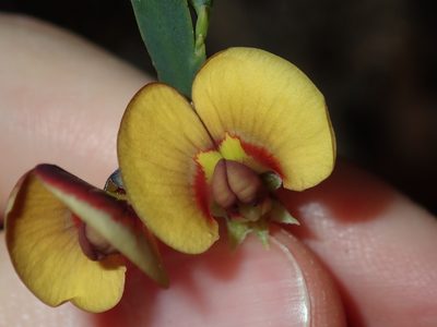 Bossiaea scolopendria, photographed by Thomas Mesaglio