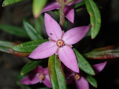 Boronia ledifolia, photographed by Thomas Mesaglio