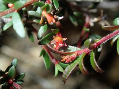 Micrantheum ericoides, photographed by Thomas Mesaglio