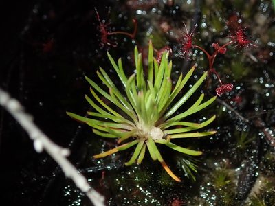 Stylidium lineare, photographed by Thomas Mesaglio
