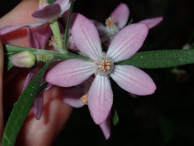 Eriostemon australasius, photographed by Thomas Mesaglio