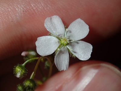 Drosera peltata, photographed by Thomas Mesaglio