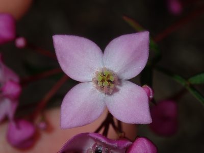Boronia pinnata, photographed by Thomas Mesaglio