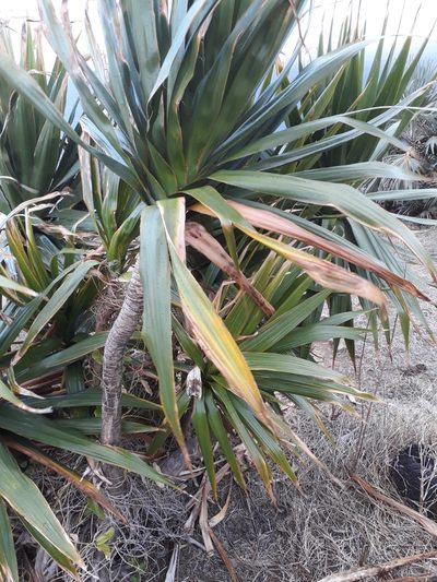 Dracaena concinna, photographed by Ben