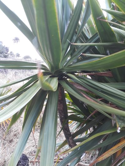 Dracaena concinna, photographed by Ben