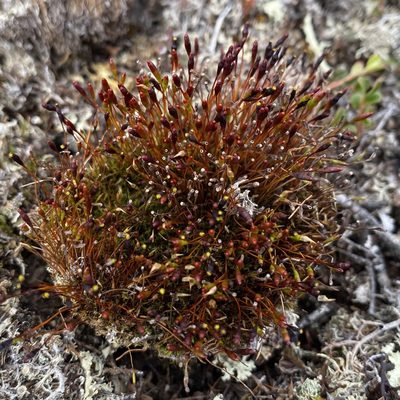 Tetraplodon mnioides, photographed by Dag Endresen