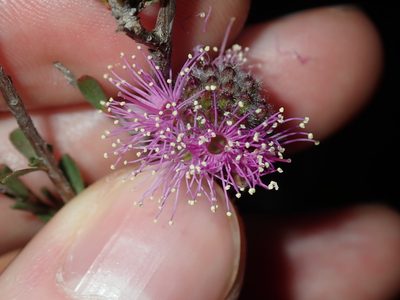 Kunzea capitata, photographed by Thomas Mesaglio
