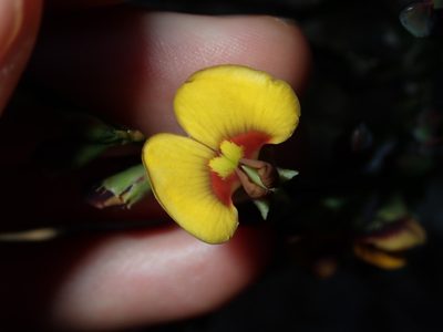 Bossiaea scolopendria, photographed by Thomas Mesaglio