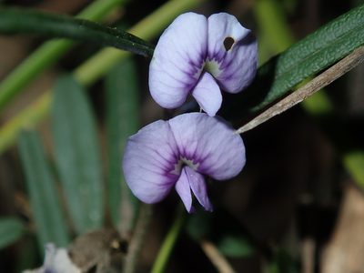 Hovea linearis, photographed by Thomas Mesaglio