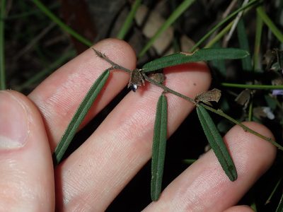 Hovea linearis, photographed by Thomas Mesaglio