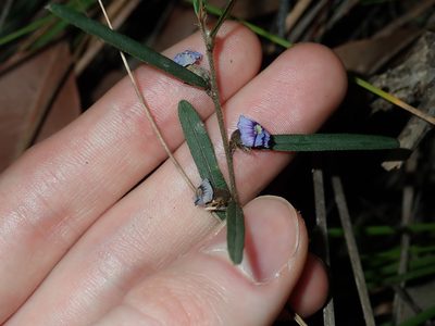 Hovea linearis, photographed by Thomas Mesaglio