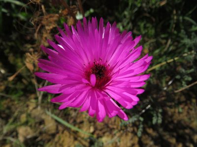 Drosanthemum longipes, photographed by James Deacon