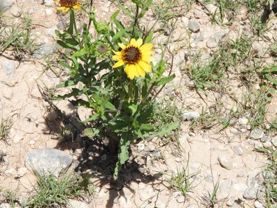 Helianthus laciniatus, photographed by Leticia Jiménez Hernández