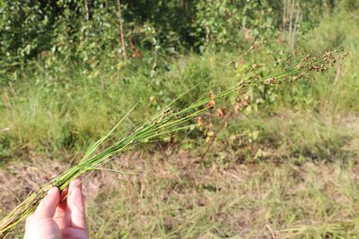 Juncus alpinoarticulatus, photographed by Nina Filippova