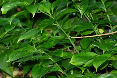 Ruscus colchicus, photographed by Mikhail Nevsky