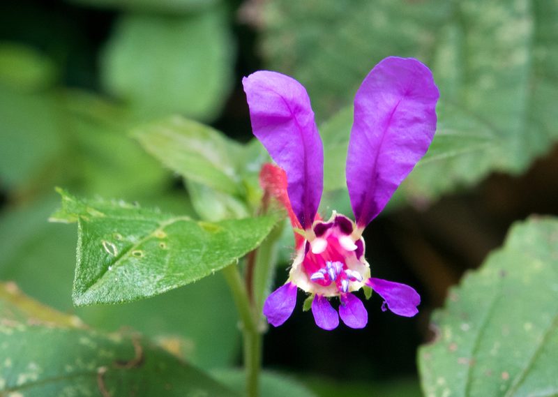 Cuphea calaminthifolia, photographed by Alan Rockefeller