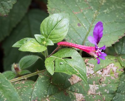 Cuphea calaminthifolia, photographed by Alan Rockefeller