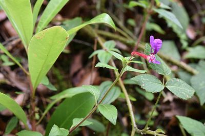 Cuphea calaminthifolia, photographed by Alan Rockefeller