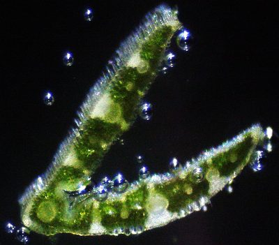 Poa angustifolia, photographed by Patrick Hacker
