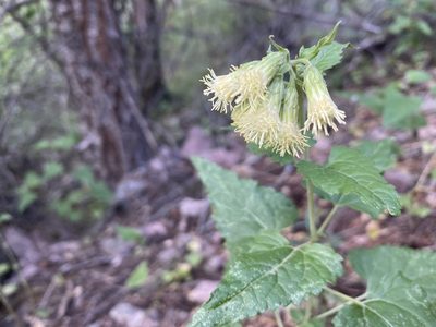 Brickellia grandiflora, photographed by Parker Hopkins