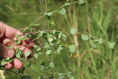Medicago platycarpos, photographed by Nina Filippova