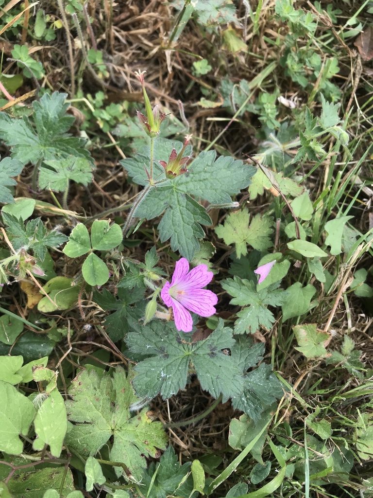 Geranium endressii, photographed by Lee Cain