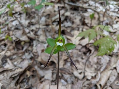 Isotria verticillata, photographed by Elias