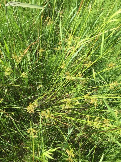 Juncus pylaei, photographed by Dan MacNeal