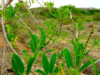 Sapium lateriflorum, photographed by Francisco Farriols Sarabia