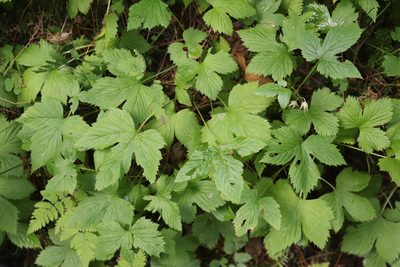 Rubus humulifolius, photographed by Nina Filippova