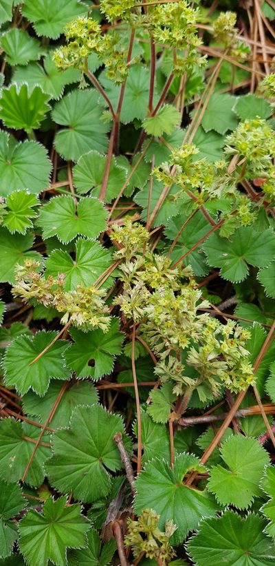 Alchemilla pectinata, photographed by Eugenio Padilla