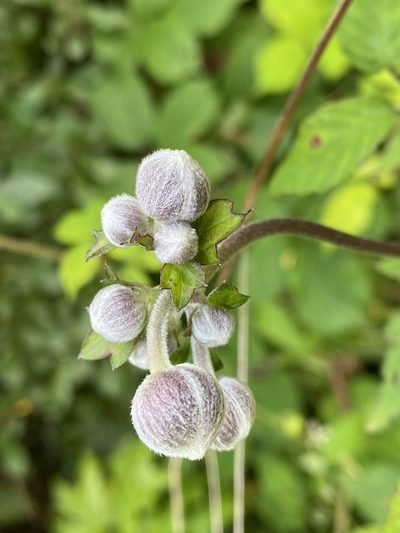 Eriocapitella hupehensis, photographed by Nick Blewden