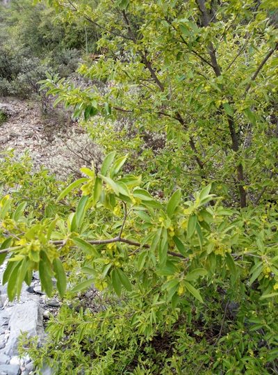 Neopringlea integrifolia, photographed by Francisco Martínez González