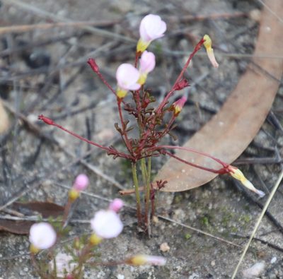 Oxalis recticaulis, photographed by Tony Rebelo