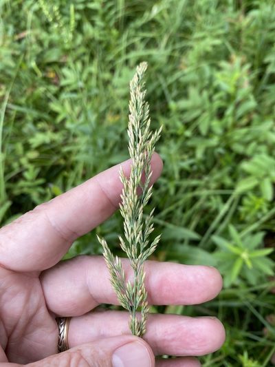 Calamagrostis inexpansa, photographed by Alan Weakley