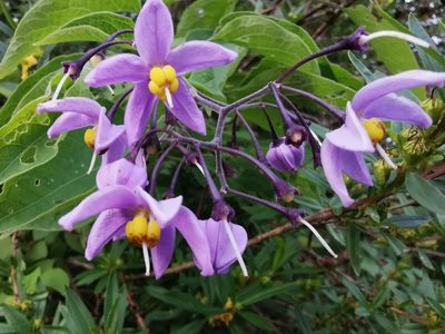 Solanum dulcamaroides, photographed by Juan Carlos Pérez Magaña
