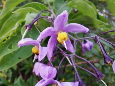 Solanum dulcamaroides, photographed by Juan Carlos Pérez Magaña