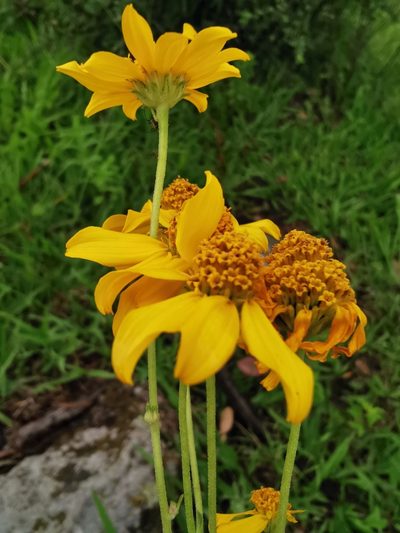 Verbesina parviflora, photographed by Juan Carlos Pérez Magaña