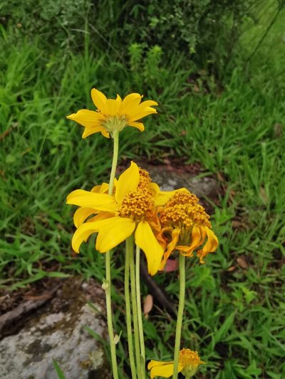 Verbesina parviflora, photographed by Juan Carlos Pérez Magaña