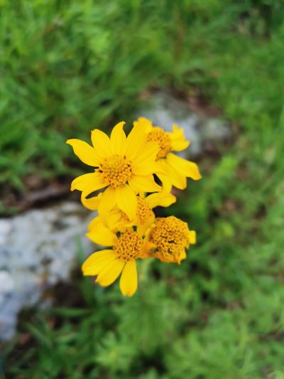 Verbesina parviflora, photographed by Juan Carlos Pérez Magaña