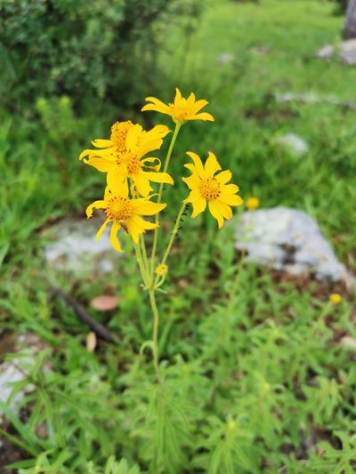 Verbesina parviflora, photographed by Juan Carlos Pérez Magaña