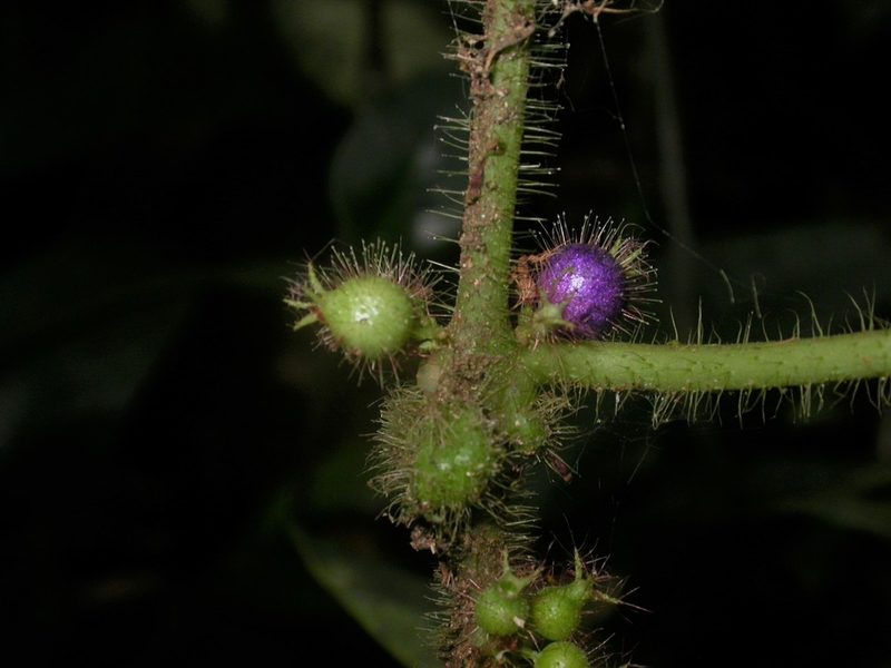 Miconia crenulata, photographed by Eduardo Chacón Madrigal