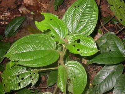 Miconia crenulata, photographed by Eduardo Chacón Madrigal