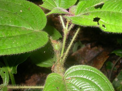 Miconia crenulata, photographed by Eduardo Chacón Madrigal